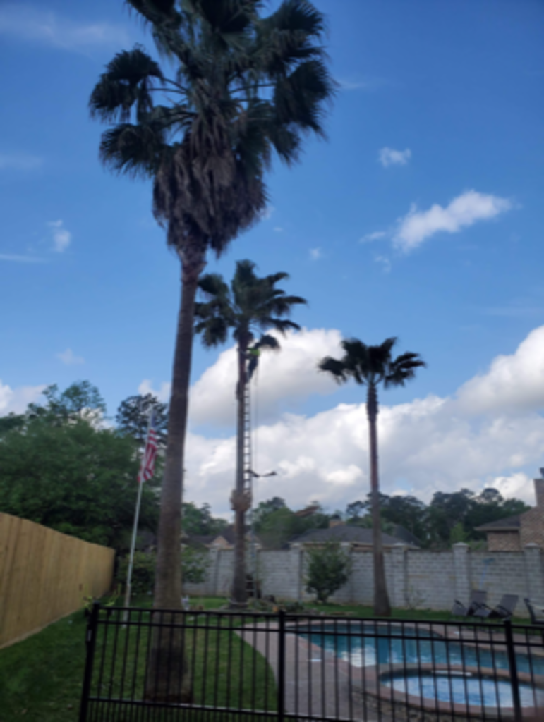 Tree Pruning