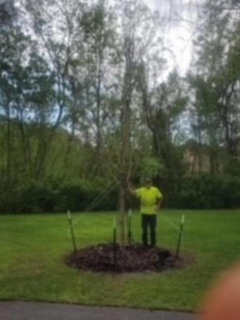 Tree Trimming