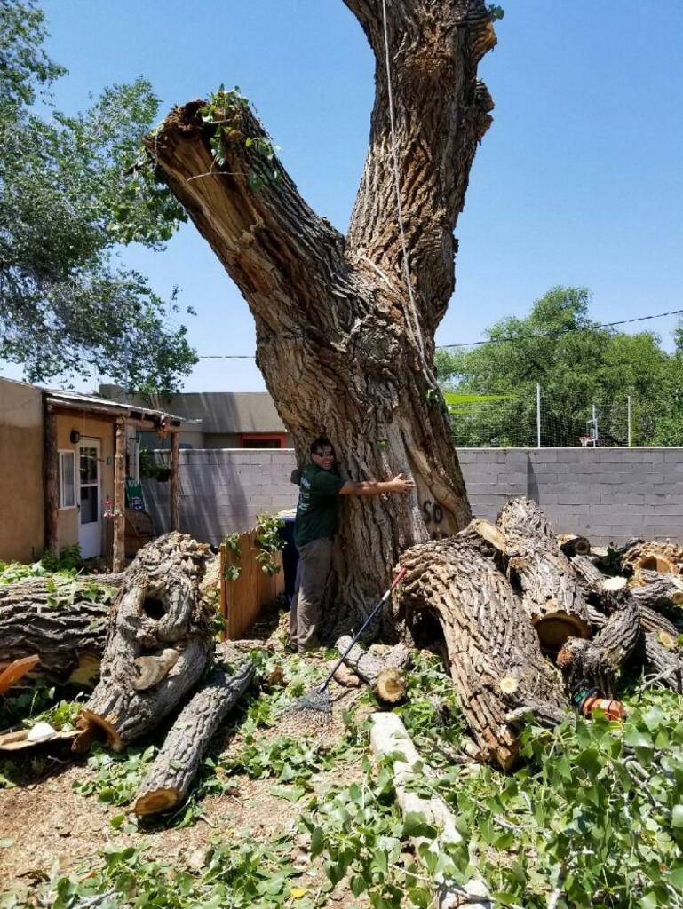 Terry's Tree Service Tree Service in Peralta, NM