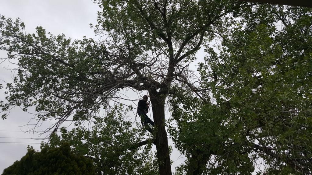 Terry's Tree Service Tree Service in Peralta, NM