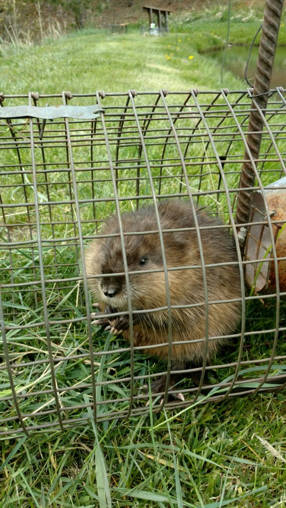 Gallery AGD Varmint Control Animal Control Service in Pine, CO