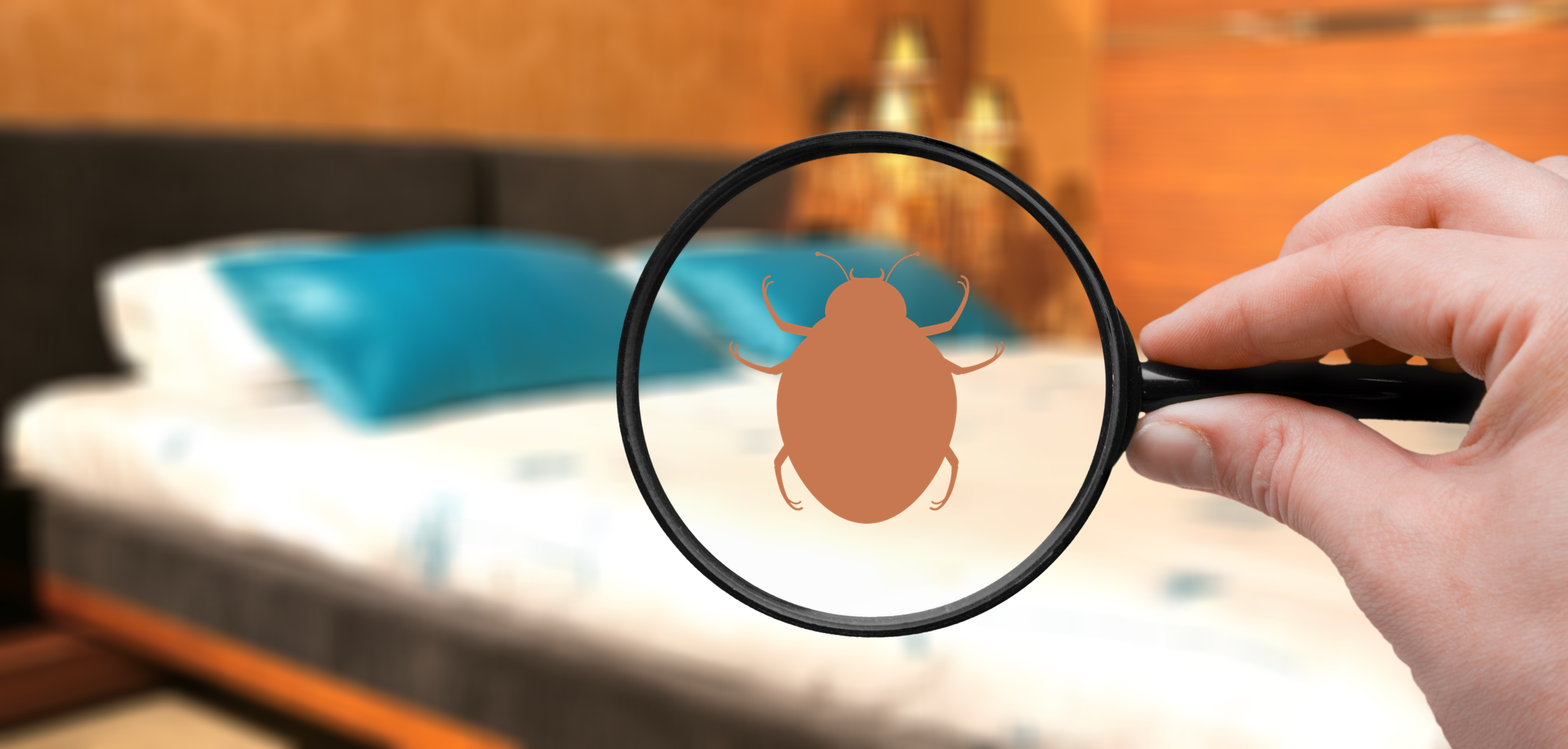 Termites Image Termites Image