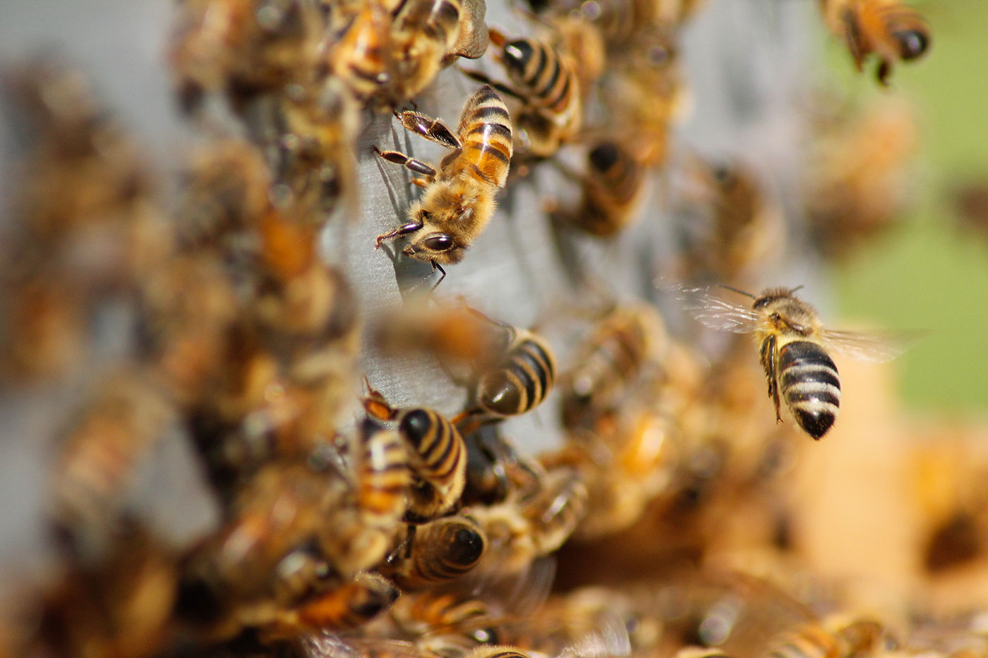 bee relocation bee relocation