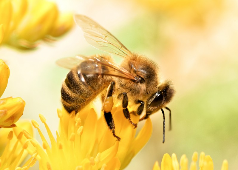 bee relocation bee relocation