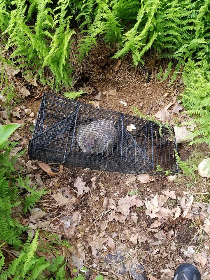 Woodchucks / Groundhog Removal Woodchucks / Groundhog Removal