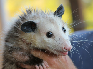 possum in trapper's hands possum in trapper's hands