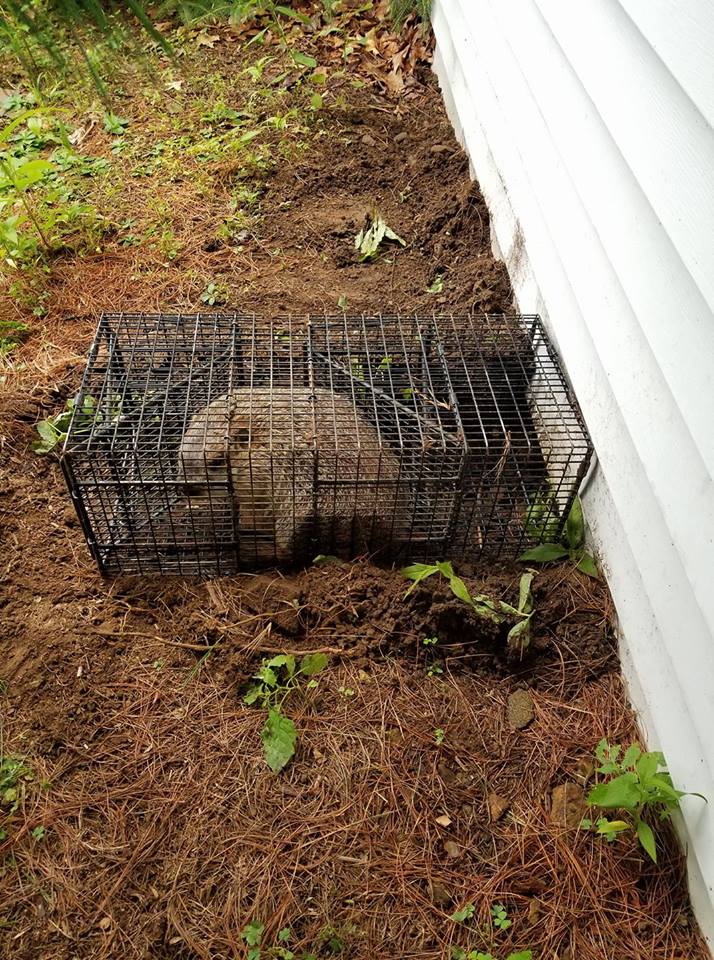 Woodchucks / Groundhog Removal Woodchucks / Groundhog Removal