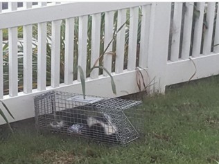 skunk in a trap in a backyard skunk in a trap in a backyard