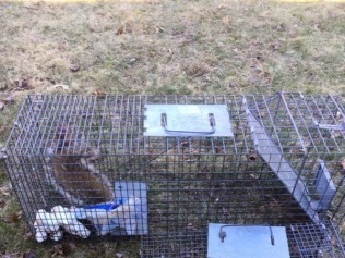 ground hog in a trap in a backyard ground hog in a trap in a backyard