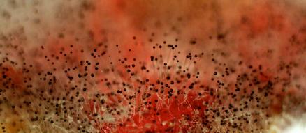 mold picture mold picture