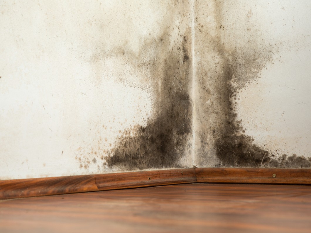 black mold in house black mold in house