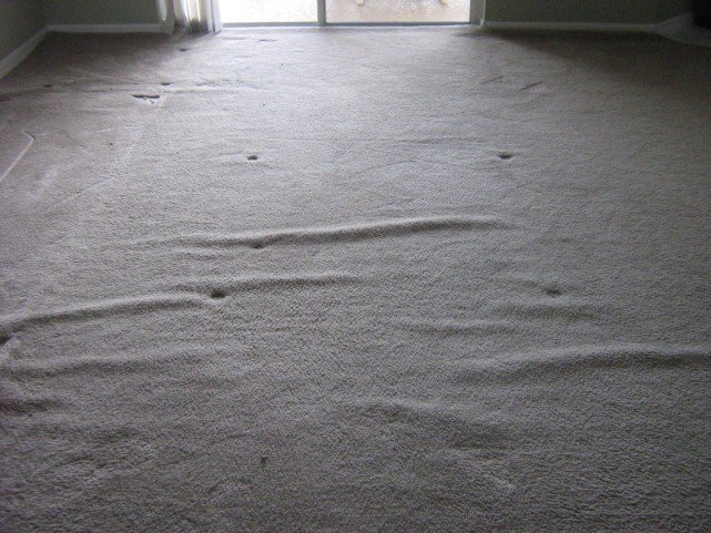 carpet carpet