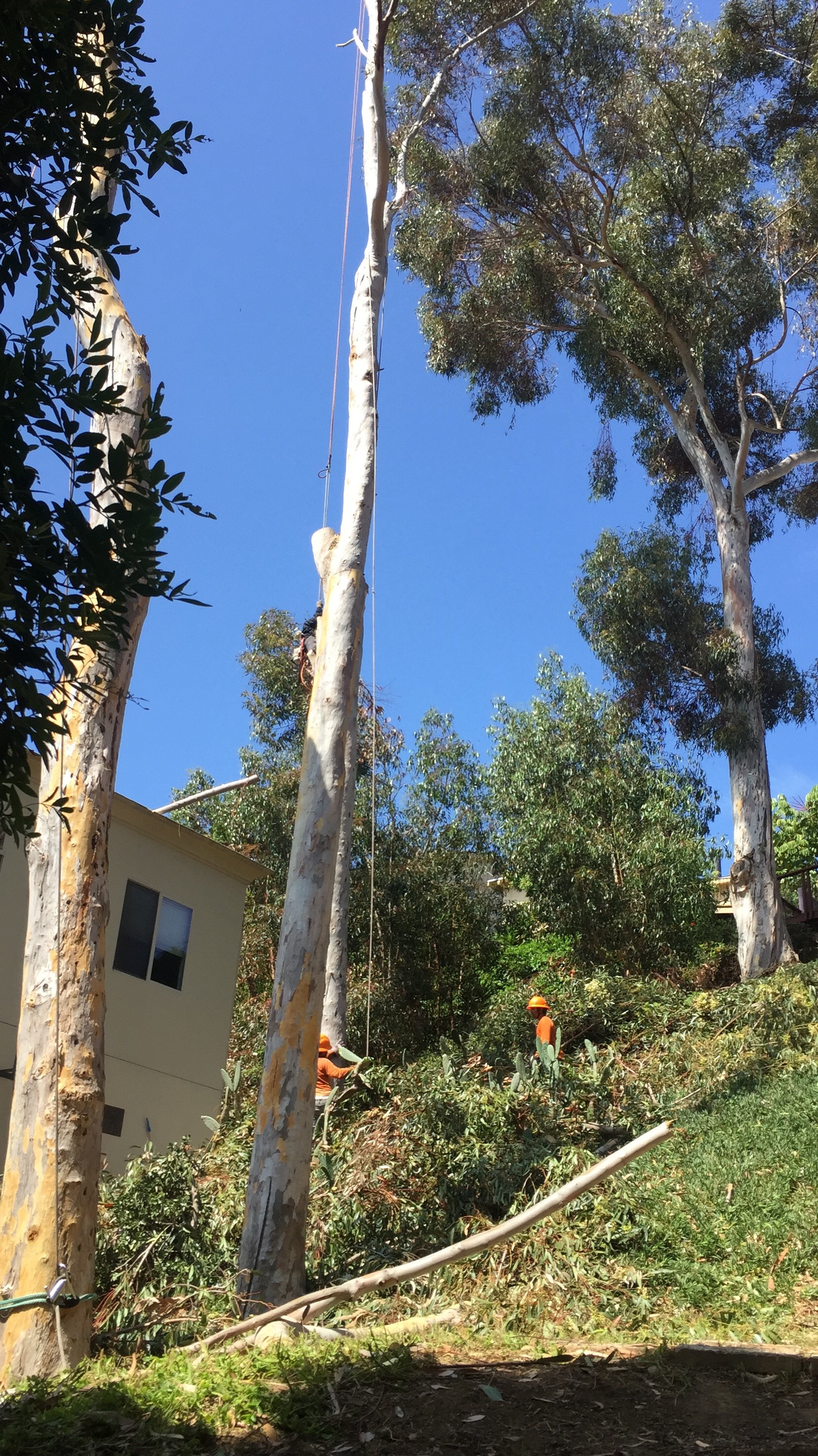 Gallery Lopez Tree Care Tree Service in El Cajon, CA