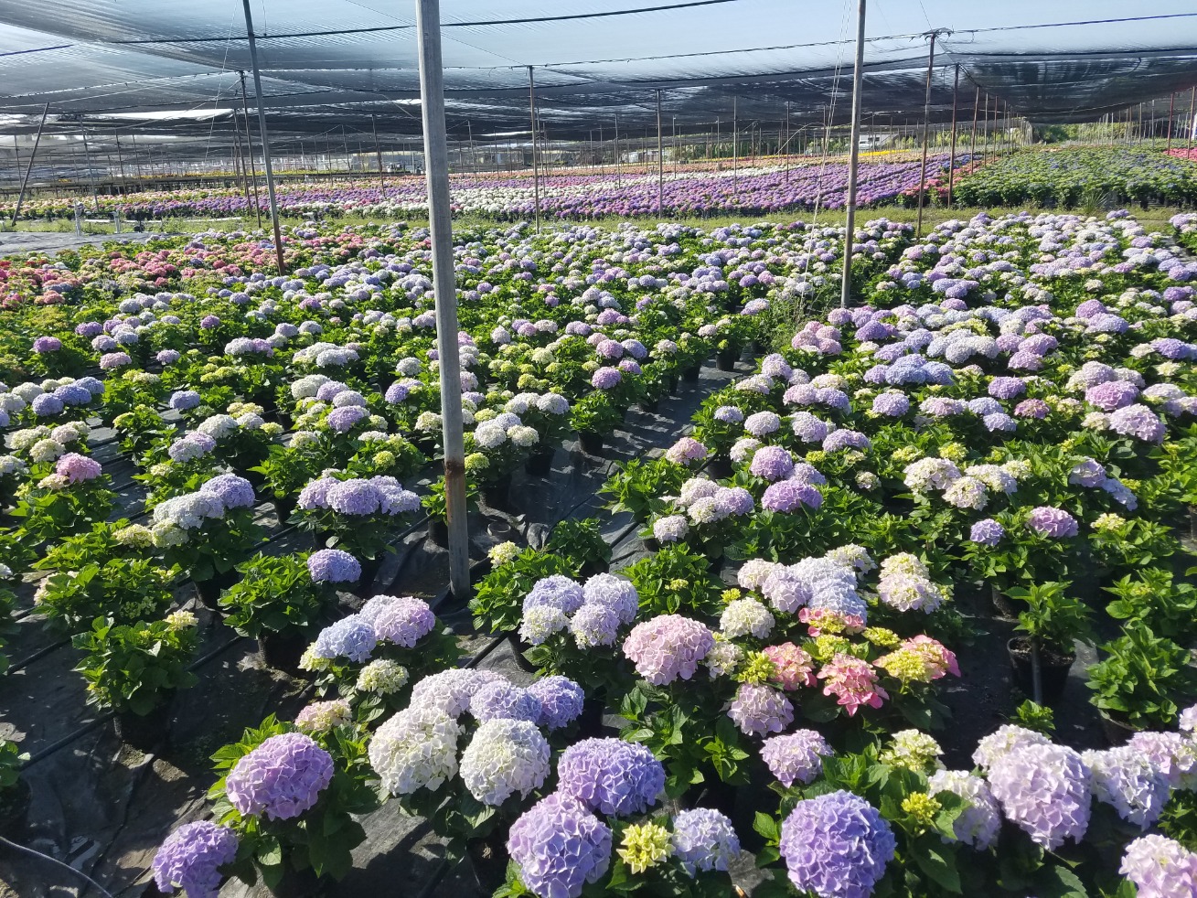 Landscape Installation & Maintenance Landscape Installation & Maintenance