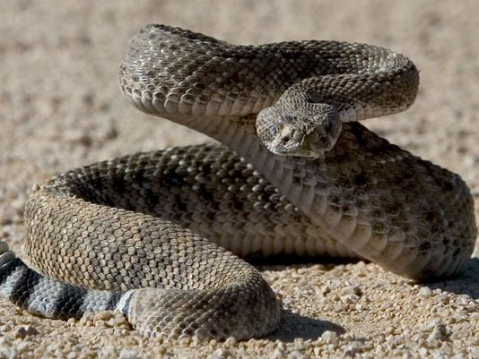 snake snake