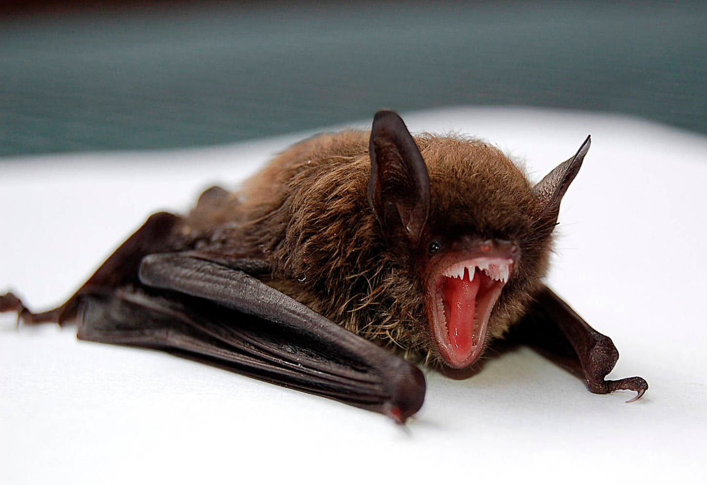 Bat Control Bat Control