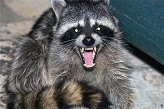 Raccoon Trapping and Removal Raccoon Trapping and Removal