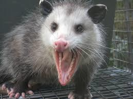 opossum opossum