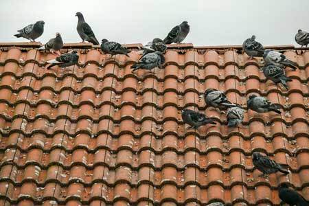 bird control bird control