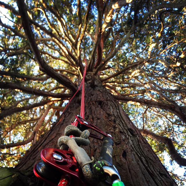 Tree Cabling &amp; Bracing