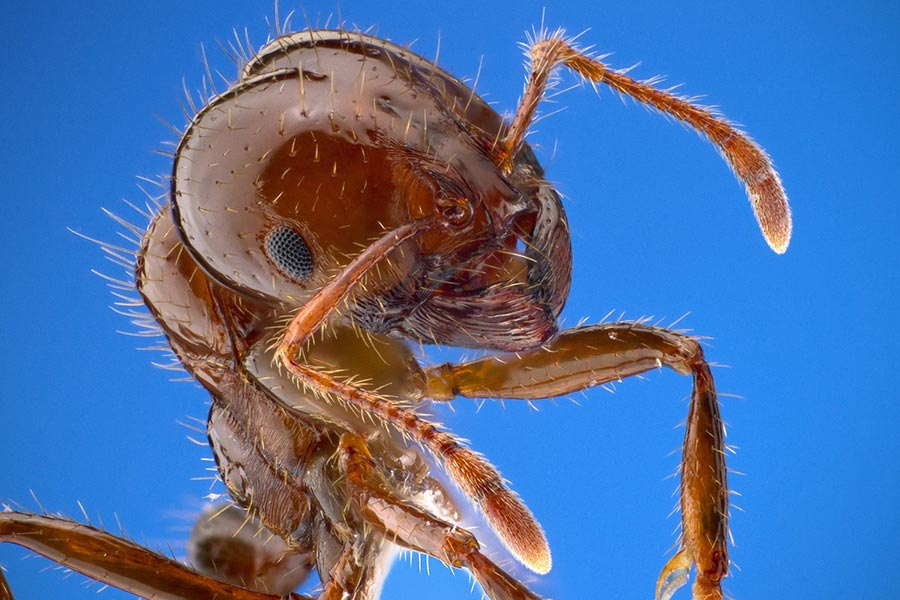 ant ant