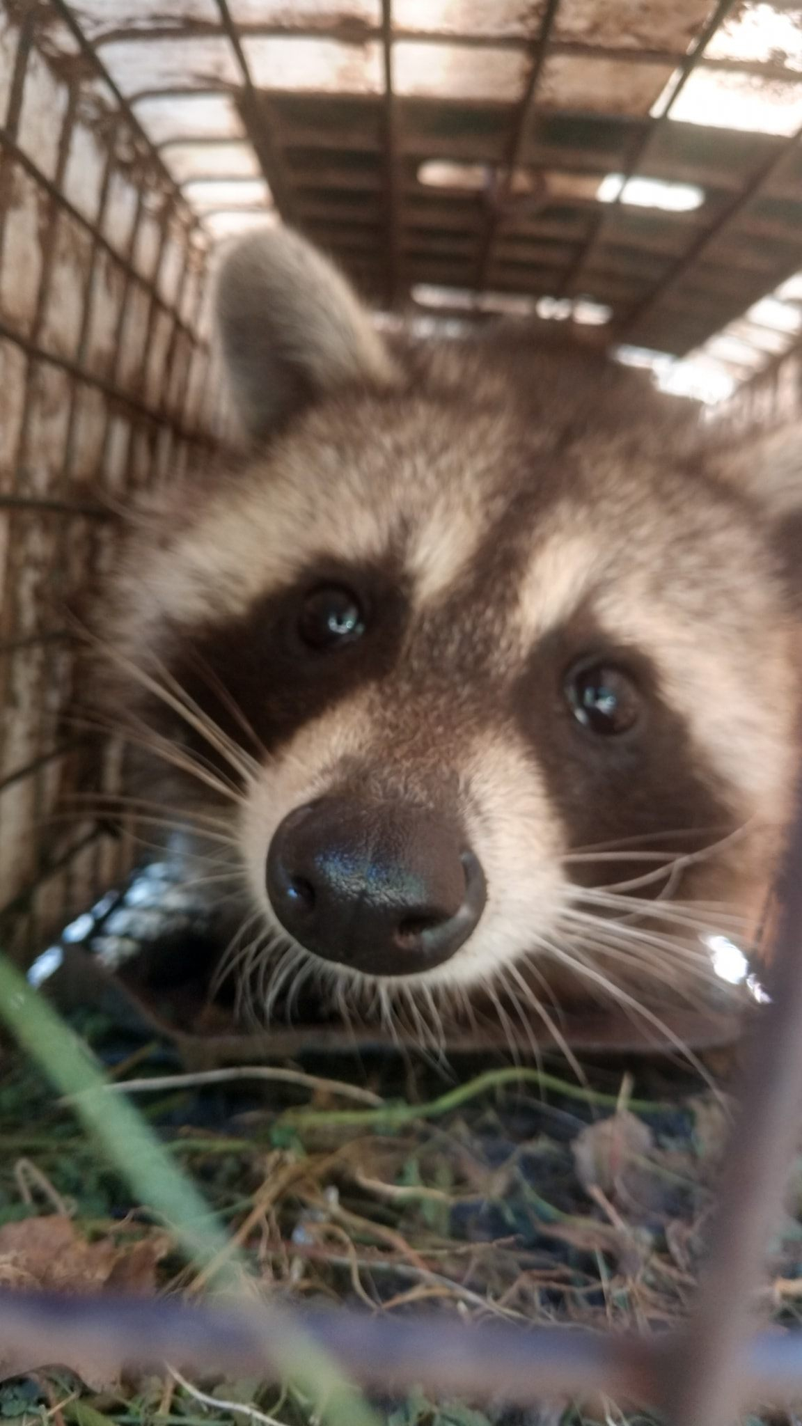 Upstate NY Wildlife Control in Baldwinsville, NY