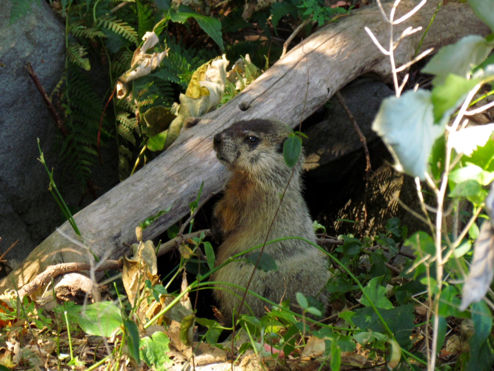 Upstate NY Wildlife Control in Baldwinsville, NY