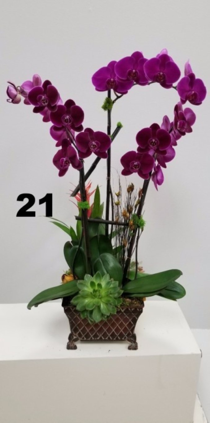 RP117