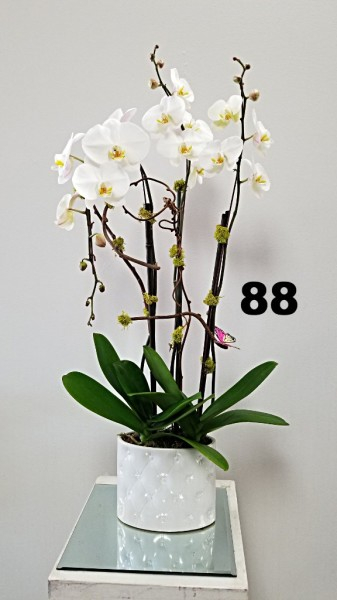 RP43