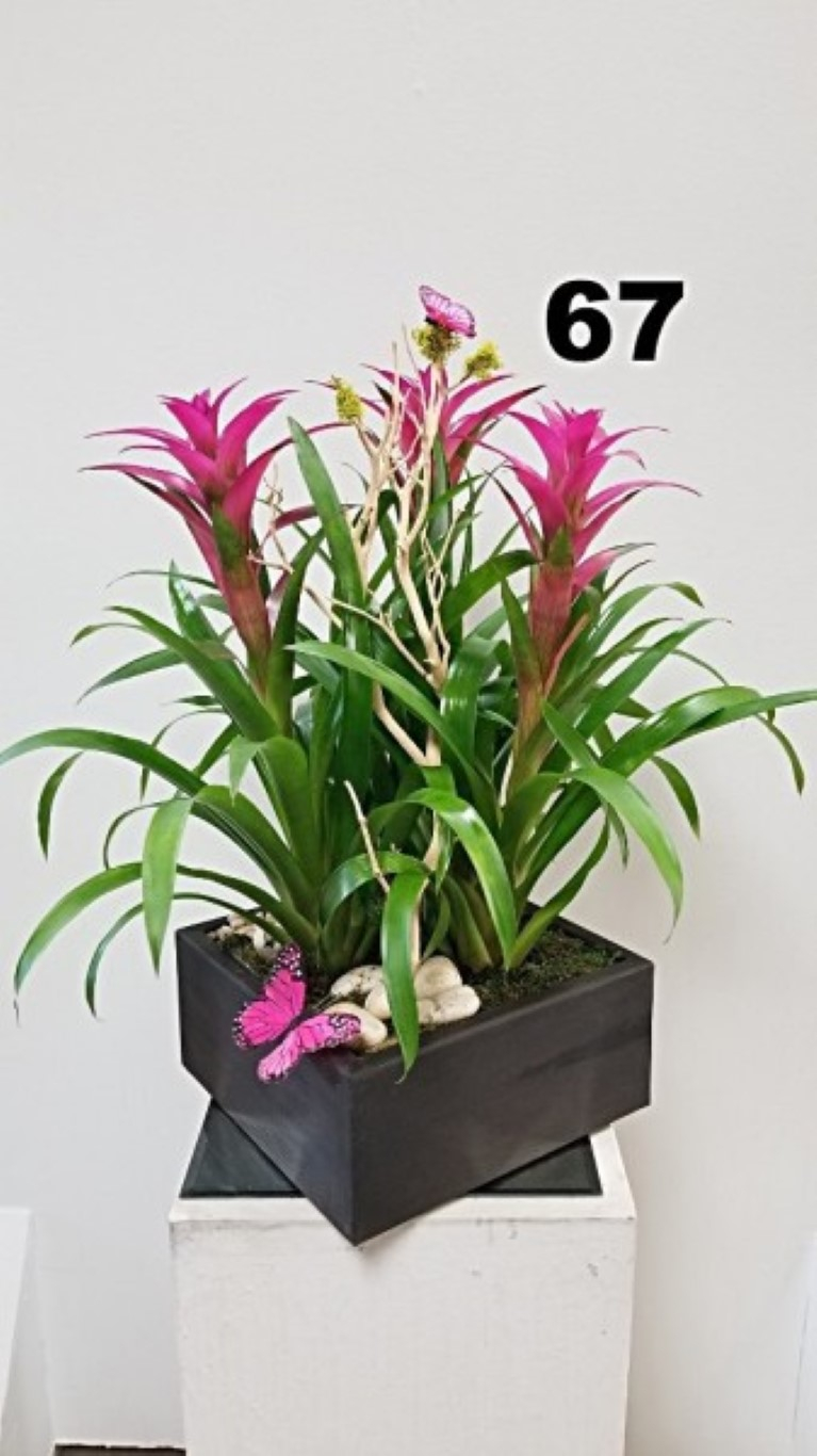 RP71