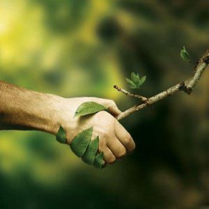 Services | Crazy Plant Nanny in Tempe, AZ